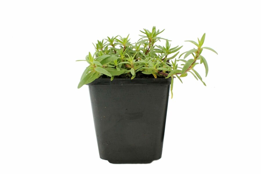 Gypsophile rampante Gypsophila repens 'Rosea' 5-10 Pot 9x9 cm (P9) Gypsophila repens 'Rosea'