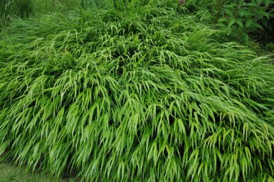 Herbe du Japon Hakonechloa macra 5-10 Pot 9x9 cm (P9)