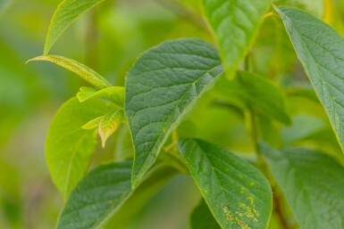 Halesia carolina arbuste 100-120 cm