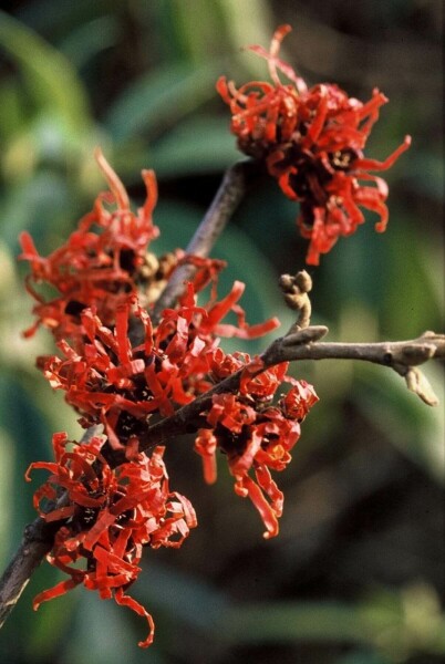 Hamamelis × intermedia 'Diana' C12 80-100