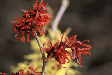 Hamamelis × intermedia 'Diana' C12 80-100