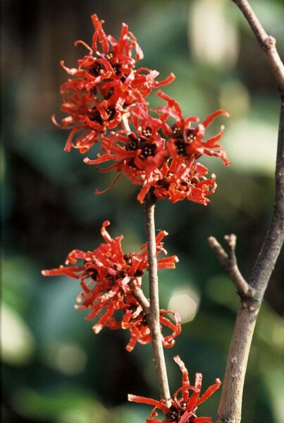 Hamamelis × intermedia 'Diana'