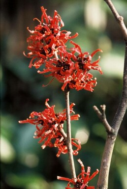 Hamamelis × intermedia 'Diana' C12 80-100