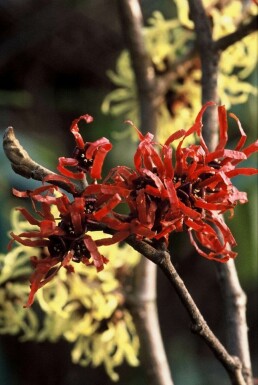 Hamamelis × intermedia 'Diana' C12 80-100
