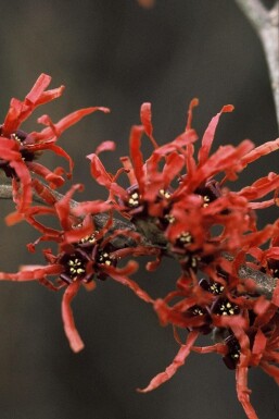 Hamamélis Hamamelis × intermedia 'Diana' Arbuste 80-100 Pot 12 l (C12)