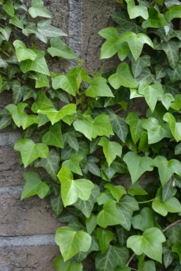 Lierre grimpant Hedera helix 5-10 Pot 9x9 cm (P9) Lierre Grimpant Hedera Helix P9 5-10 cm
