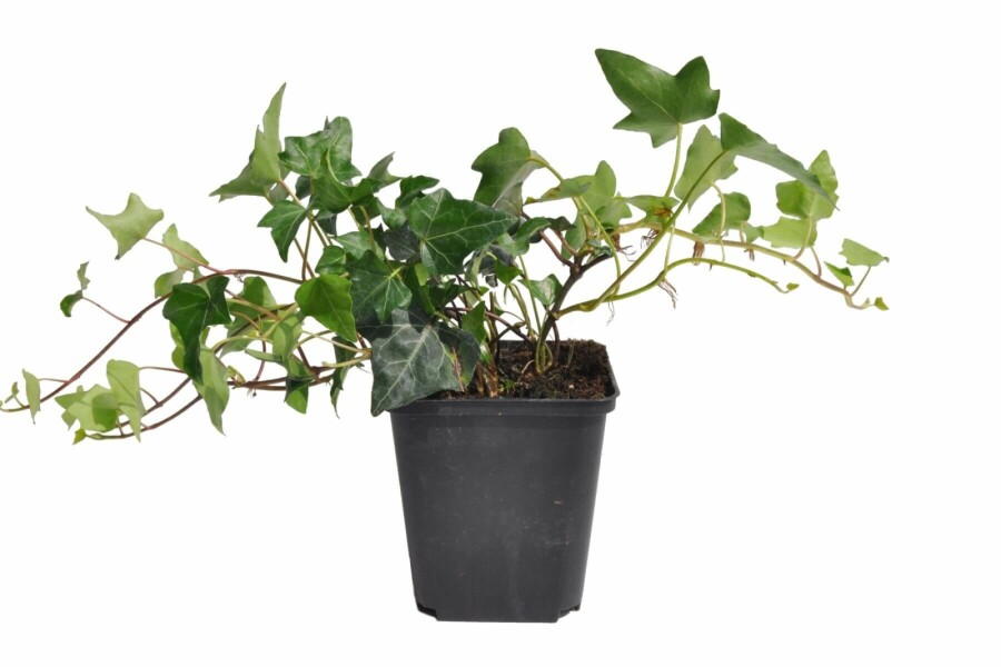 Lierre grimpant Hedera helix 5-10 Pot 9x9 cm (P9) Lierre Grimpant Hedera Helix P9 5-10 cm