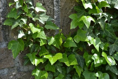 Lierre grimpant Hedera helix 5-10 Pot 9x9 cm (P9) Lierre Grimpant Hedera Helix P9 5-10 cm