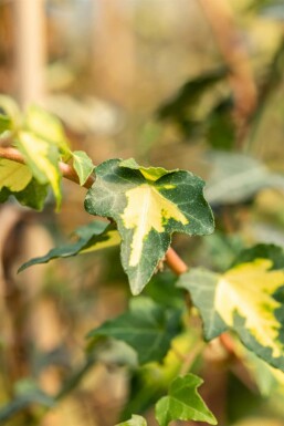 Lierre grimpant Hedera helix 'Goldheart' 5-10 Pot 9x9 cm (P9)