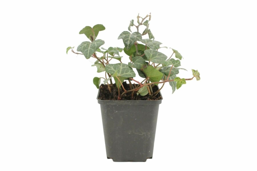 Lierre grimpant Hedera helix 'Plattensee' 5-10 Pot 9x9 cm (P9) Hedera helix 'Plattensee'