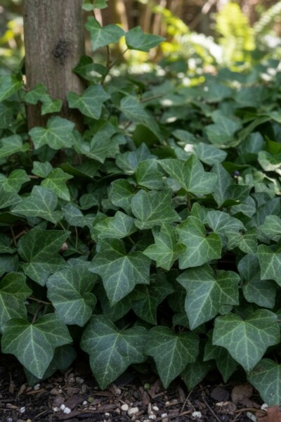 Lierre grimpant Hedera helix 'Woerner' 5-10 Pot 9x9 cm (P9) Hedera helix 'Woerner'
