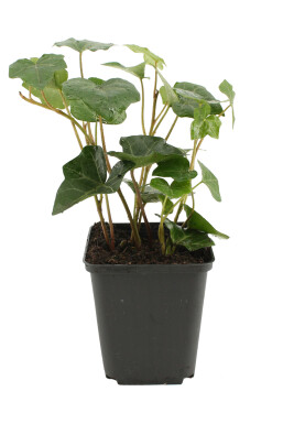 Lierre d'Irlande Hedera hibernica 5-10 Pot 9x9 cm (P9) Lierre d'Irlande Hedera Hibernica P9 5-10 cm