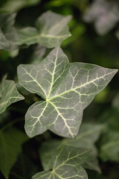 Lierre d'Irlande Hedera hibernica 5-10 Pot 9x9 cm (P9) Lierre d'Irlande Hedera Hibernica P9 5-10 cm