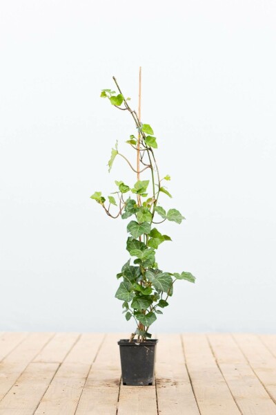 Lierre d'Irlande Hedera hibernica 40-60 Pot 9x9 cm (P9) bâton Lierre d'Irlande Hedera Hibernica P9 40-60 cm