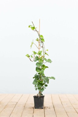 Lierre d'Irlande Hedera hibernica 40-60 Pot 9x9 cm (P9) bâton Lierre d'Irlande Hedera Hibernica P9 40-60 cm