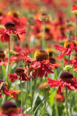 Hélénie Helenium 'Moerheim Beauty' 5-10 Pot 9x9 cm (P9)