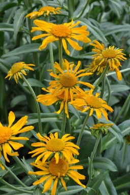 Hélénie Helenium hoopesii 5-10 Pot 9x9 cm (P9)