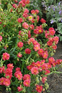 Hélianthème Helianthemum 'Amabile Plenum' 5-10 Pot 9x9 cm (P9) Helianthemum 'Amabile Plenum'