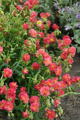 Hélianthème Helianthemum 'Amabile Plenum' 5-10 Pot 9x9 cm (P9)