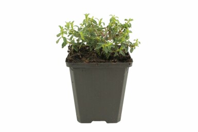Hélianthème Helianthemum 'Amabile Plenum' 5-10 Pot 9x9 cm (P9) Helianthemum 'Amabile Plenum'