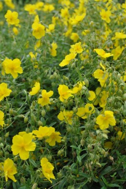 Hélianthème Helianthemum 'Golden Queen' 5-10 Pot 9x9 cm (P9)