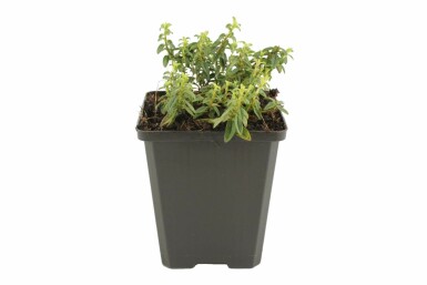 Hélianthème Helianthemum 'Golden Queen' 5-10 Pot 9x9 cm (P9) Helianthemum 'Golden Queen'