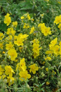 Hélianthème Helianthemum 'Golden Queen' 5-10 Pot 9x9 cm (P9)