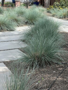 Hélictotrichon toujours vert Helictotrichon sempervirens 5-10 Pot 9x9 cm (P9) Helictotrichon sempervirens