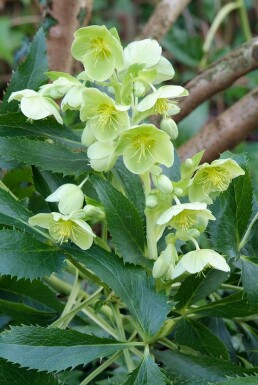 Ellébore de Corse Helleborus argutifolius 5-10 Pot 9x9 cm (P9) Helleborus argutifolius