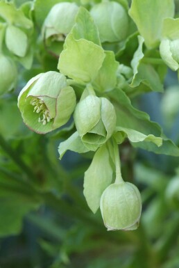 Ellébore fétide Helleborus foetidus 5-10 Pot 9x9 cm (P9)