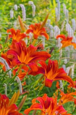 Aucune image disponible