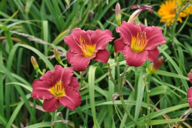 Hémérocalle Hemerocallis 'Sammy Russell' 5-10 Pot 9x9 cm (P9)