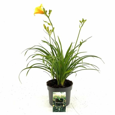 Hémérocalle Hemerocallis 'Stella de Oro' 10-15 Pot 2 l (C2) Hemerocallis 'Stella de Oro'