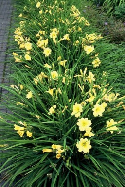 Hémérocalle Hemerocallis 'Stella de Oro' 5-10 Pot 9x9 cm (P9)