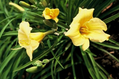 Hémérocalle Hemerocallis 'Stella de Oro' 5-10 Pot 9x9 cm (P9) Hemerocallis 'Stella de Oro'