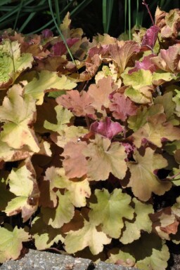 Heuchère Heuchera 'Caramel' 5-10 Pot 9x9 cm (P9) Heuchera 'Caramel'