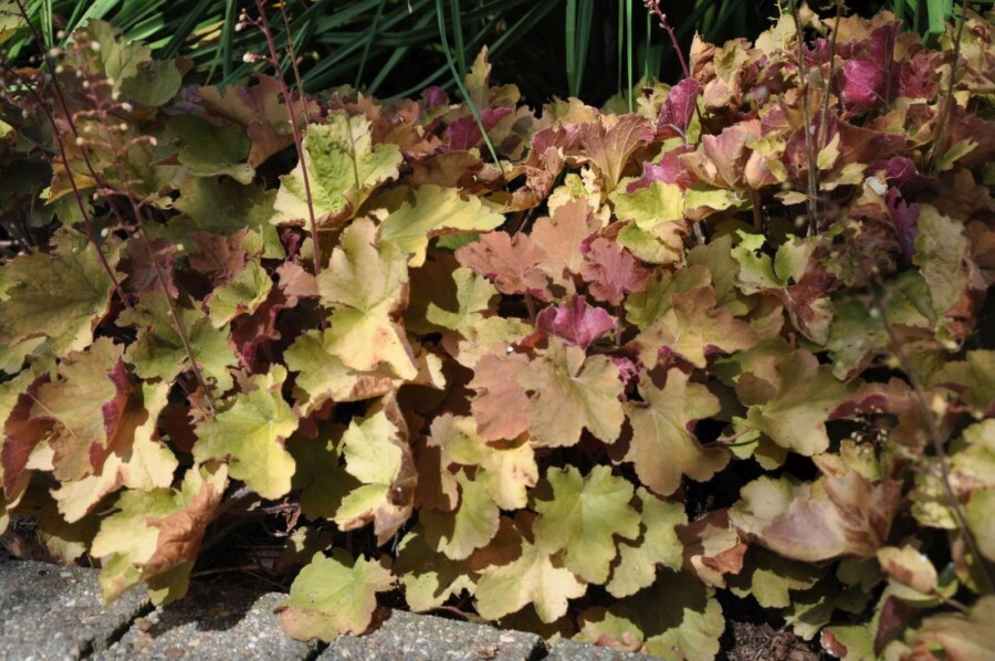 Heuchère Heuchera 'Caramel' 5-10 Pot 9x9 cm (P9) Heuchera 'Caramel'