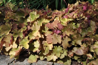 Heuchère Heuchera 'Caramel' 5-10 Pot 9x9 cm (P9) Heuchera 'Caramel'