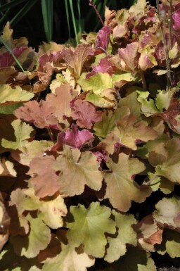 Heuchère Heuchera 'Caramel' 5-10 Pot 9x9 cm (P9) Heuchera 'Caramel'