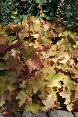 Heuchera 'Caramel'