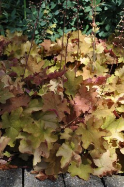 Heuchera 'Caramel'