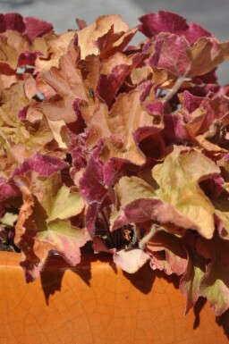 Heuchera 'Caramel'