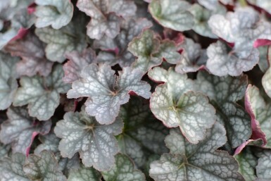 Heuchère Heuchera 'Regina' 5-10 Pot 9x9 cm (P9)