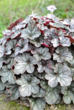 Heuchère Heuchera 'Regina' 5-10 Pot 9x9 cm (P9) Heuchera 'Regina'