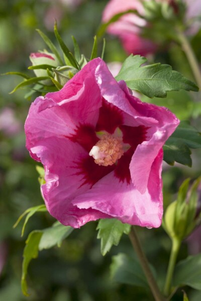 Ketmie de syrie Hibiscus syriacus 'Pink Giant' Arbuste 100-125 Pot 12 l (C12) Hibiscus syriacus 'Pink Giant' arbuste 100-125 cm