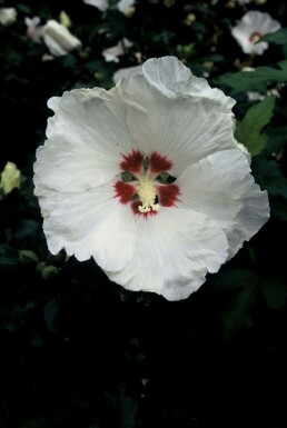 Ketmie de syrie Hibiscus syriacus 'Red Heart' Arbuste 20-30 Pot 2 l (C2)