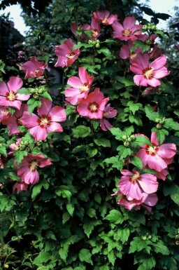 Hibiscus syriacus 'Woodbridge' C3 30-40