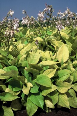 Hosta 'Sum and Substance'