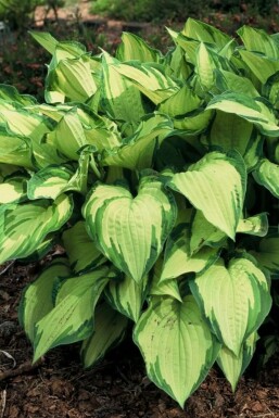 Hosta fortunei 'Albopicta'