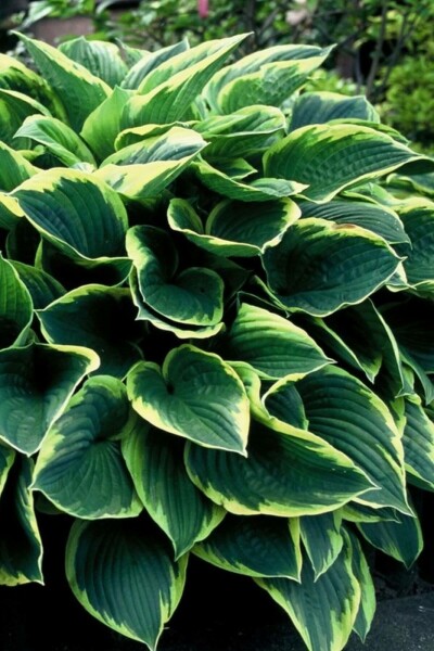Funkia Hosta fortunei 'Aureomarginata' 10-15 Pot 2 l (C2) Hosta fortunei 'Aureomarginata'